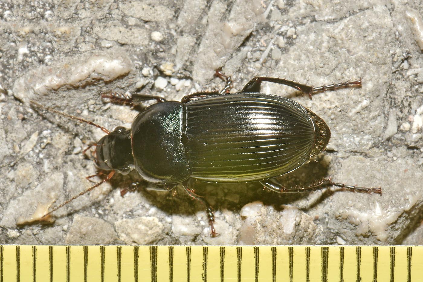 Carabidae: Harpalus dimidiatus? S.